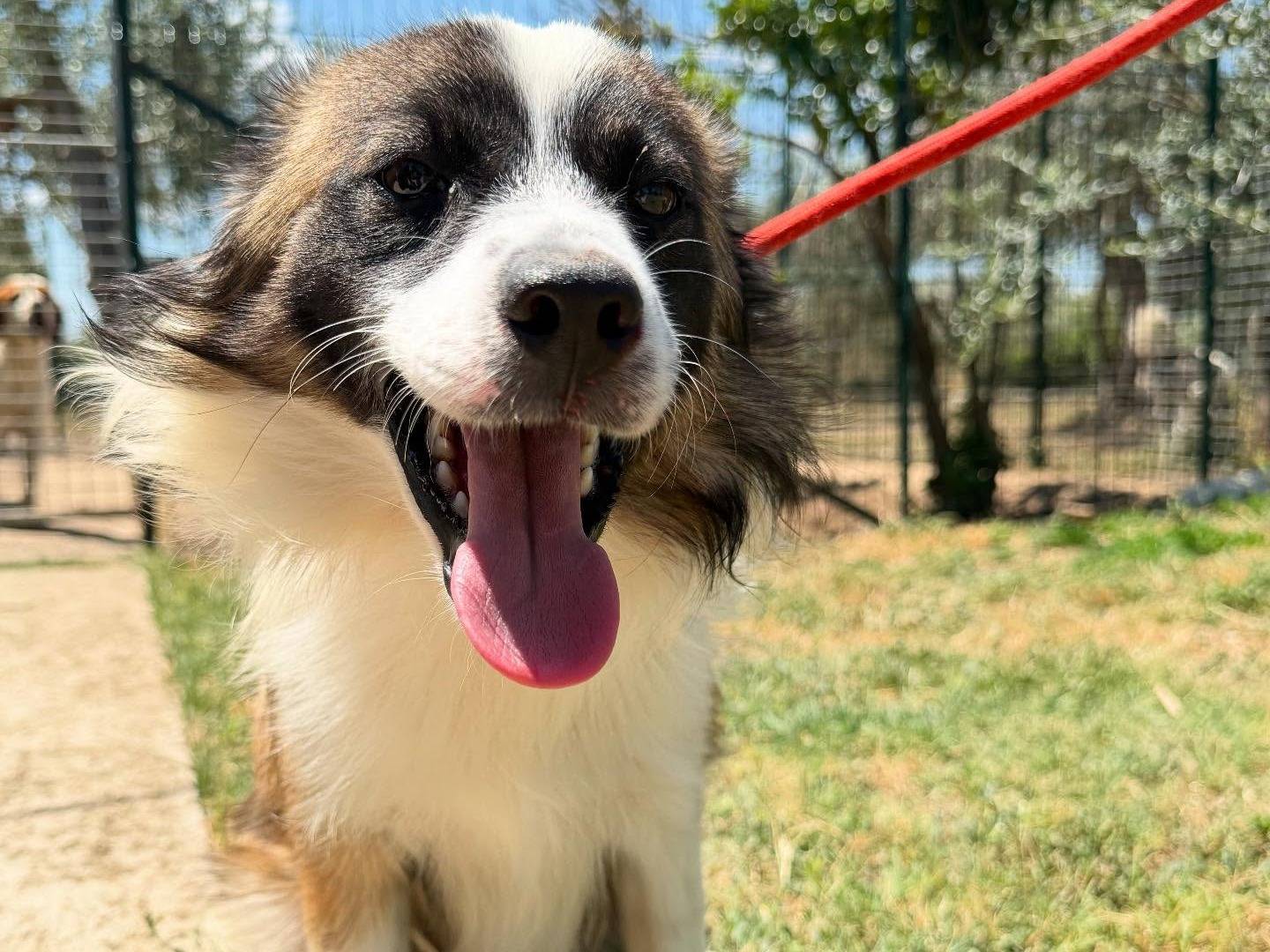 Adotta un cane, taglia piccola, maschio, Matera