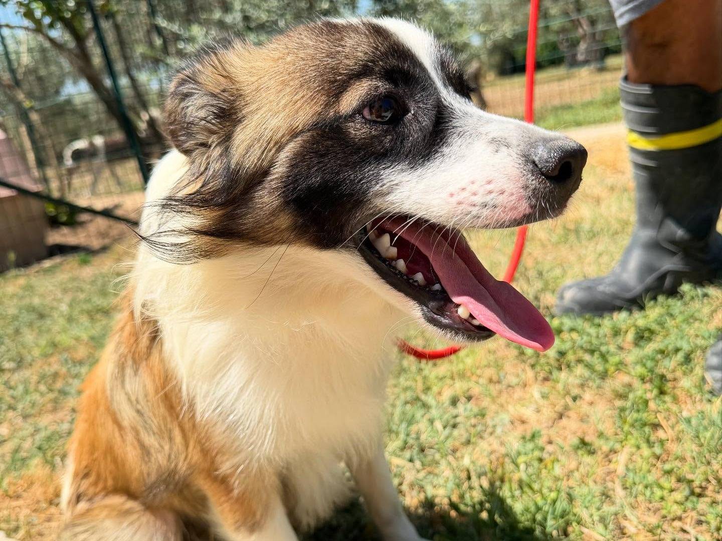 Vuoi adottare un cane a Matera?