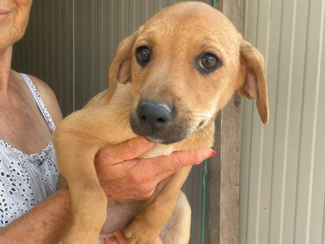 Adozione cane, femmina, Razza sconosciuta Razza sconosciuta, 2 mesi, taglia media, Frosinone