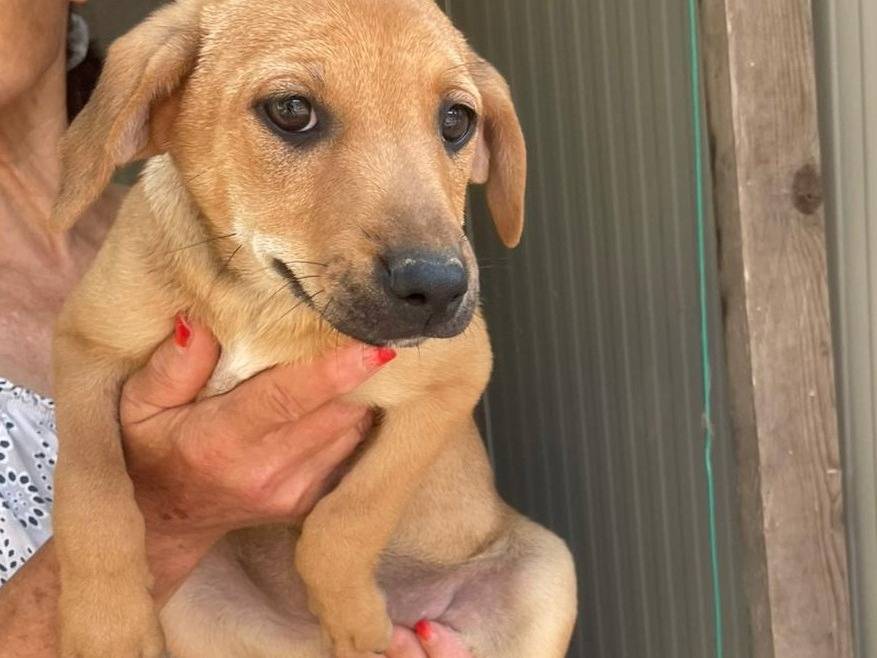Adotta un cane, femmina, 2 mesi, Frosinone