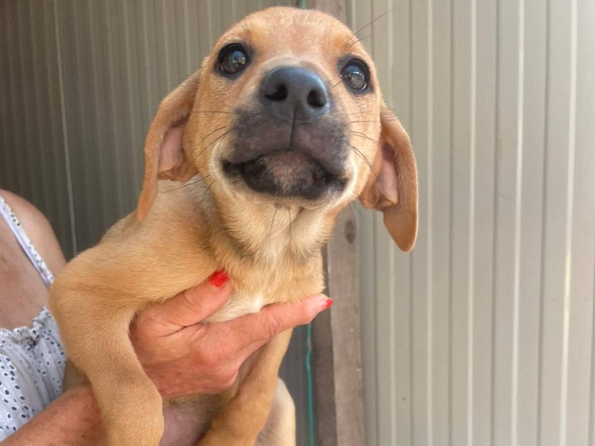 Adotta un cane, taglia media, femmina, Frosinone