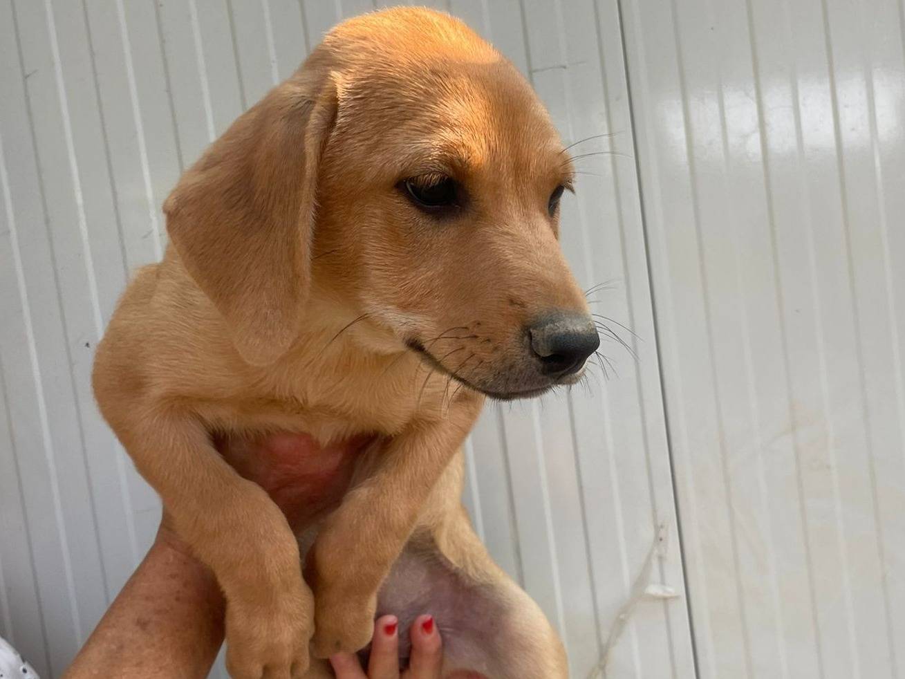 Adotta il cane VIRGINIA a Frosinone