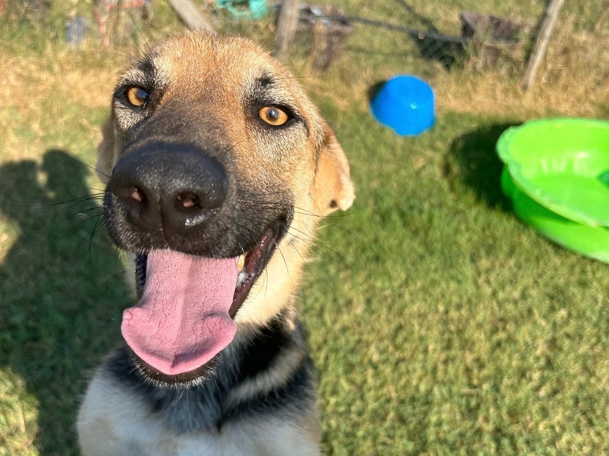Adotta un cane, taglia media, maschio, Latina
