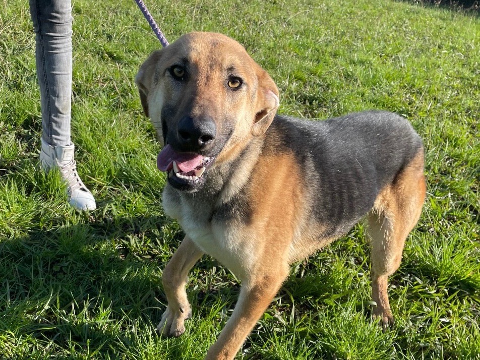 Adotta il cane Segghio a Latina
