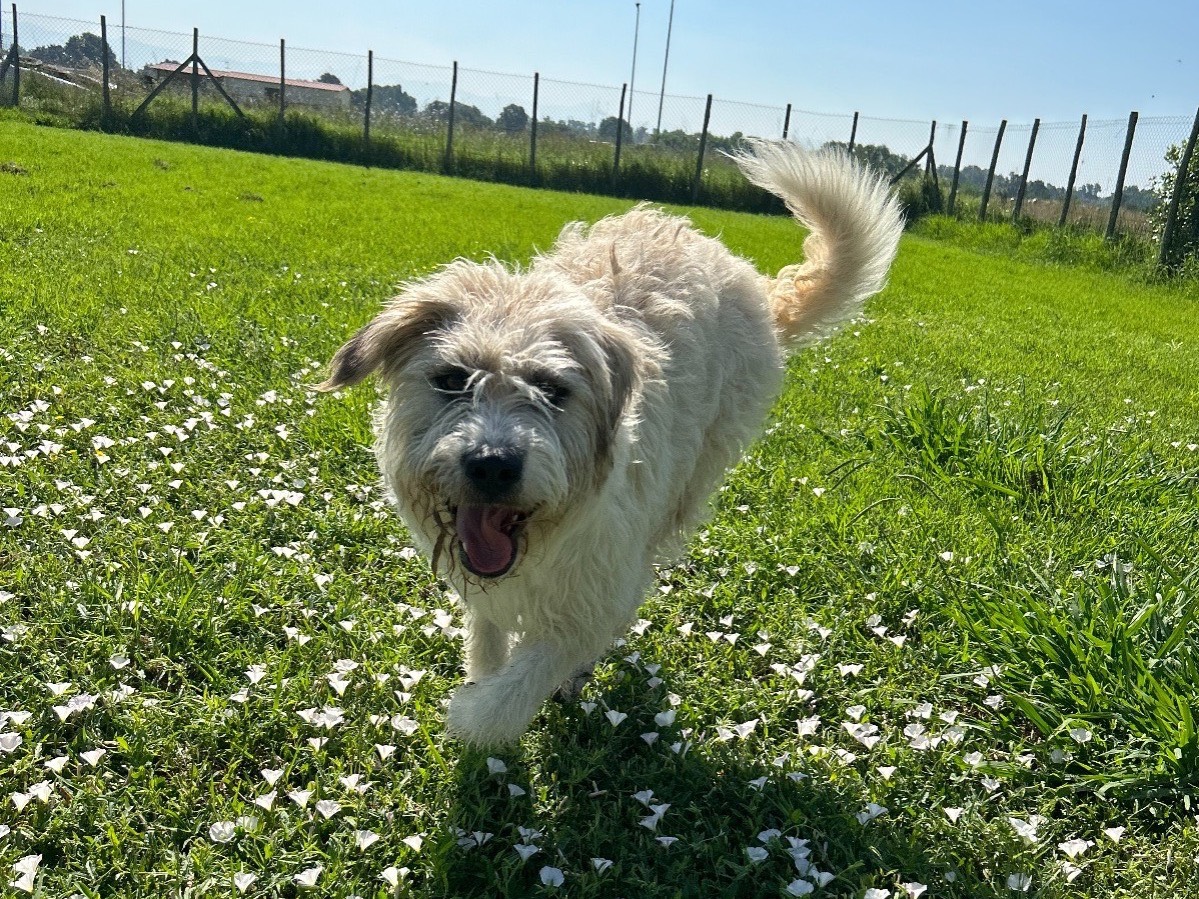 Adotta un cane, maschio, 4 anni e 6 mesi, Latina