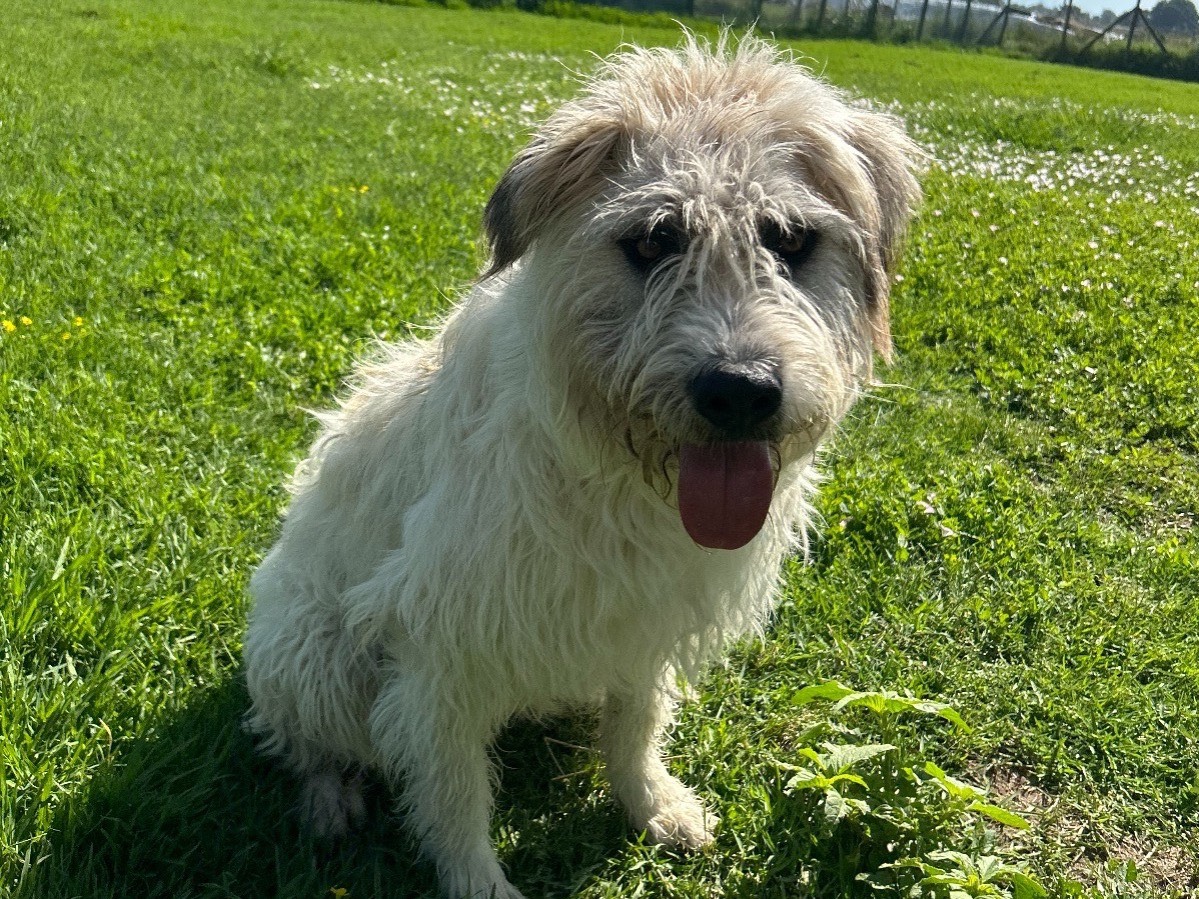 Adotta un cane, taglia media, maschio, Latina