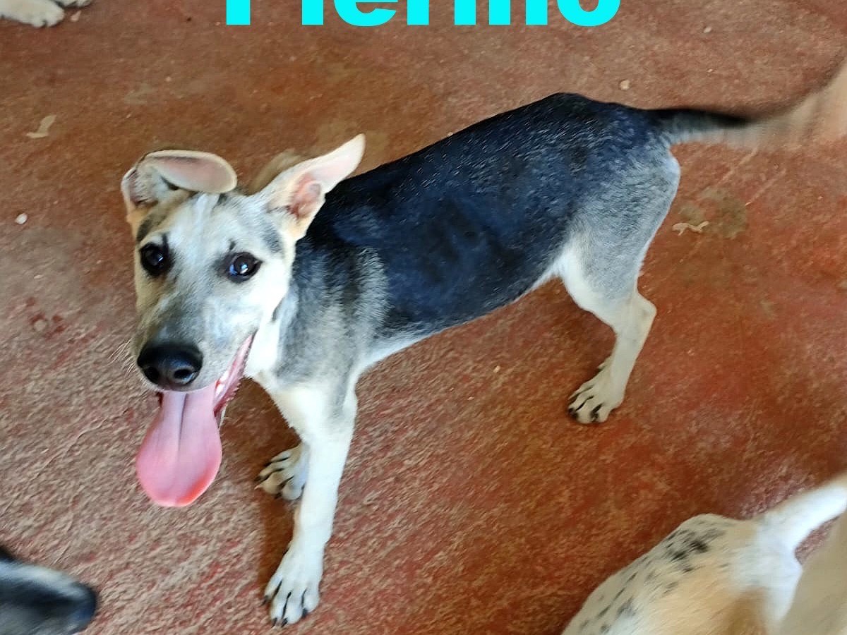 Adozione cane, maschio, Razza sconosciuta Razza sconosciuta, 4 mesi, taglia media, Bari