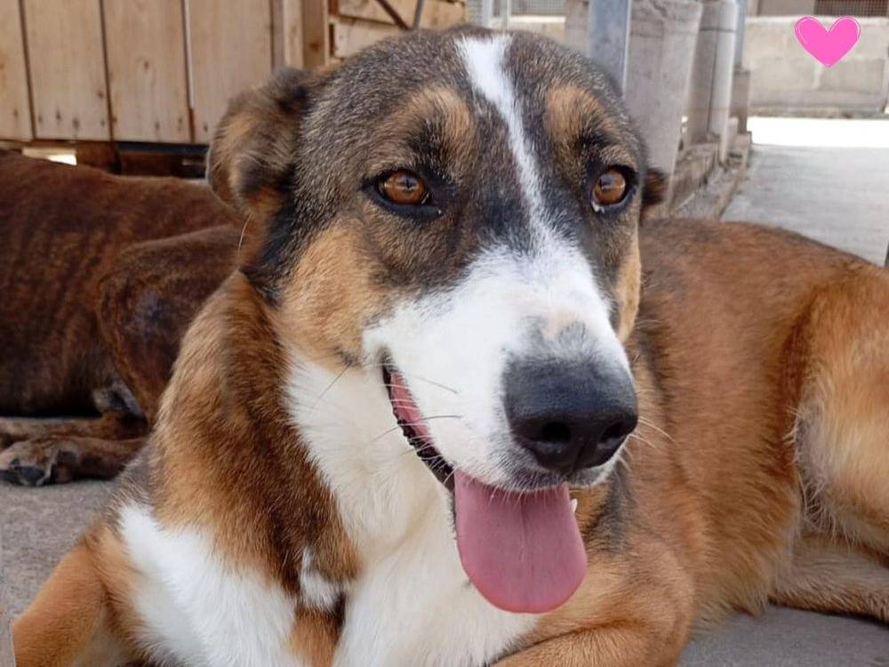 Adozione cane, femmina, Razza sconosciuta Razza sconosciuta, 2 anni e 5 mesi, taglia media, Latina
