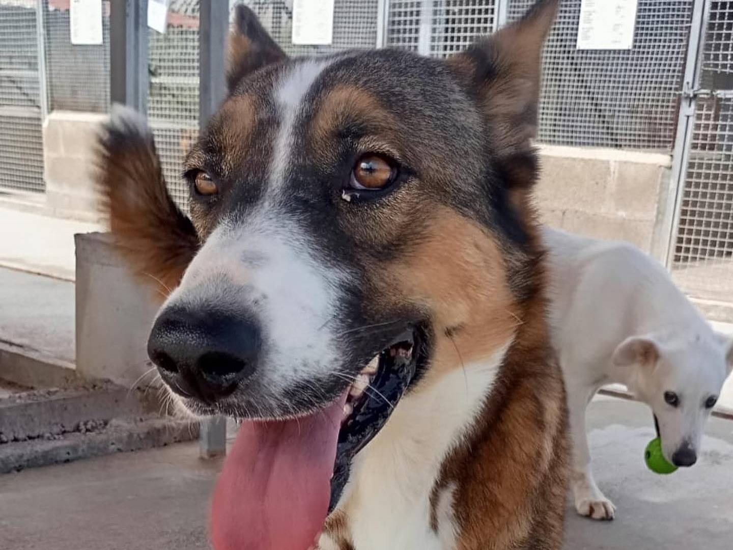 Adotta un cane, femmina, 2 anni e 5 mesi, Latina