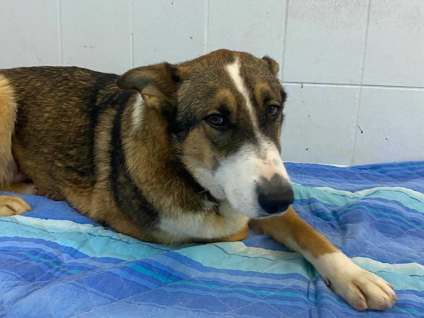 Vuoi adottare un cane a Latina?