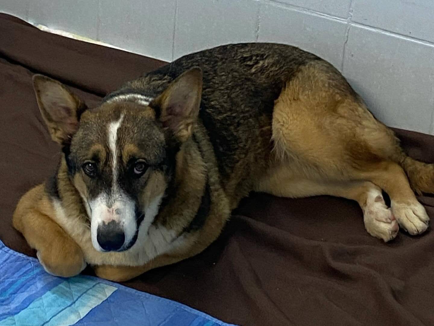 Adotta il cane Shiva a Latina