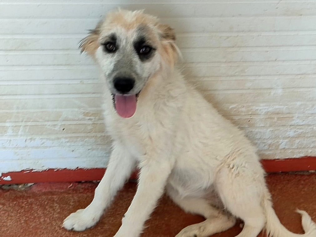 Adozione cane, femmina, Razza sconosciuta Razza sconosciuta, 5 mesi, taglia media, Bari