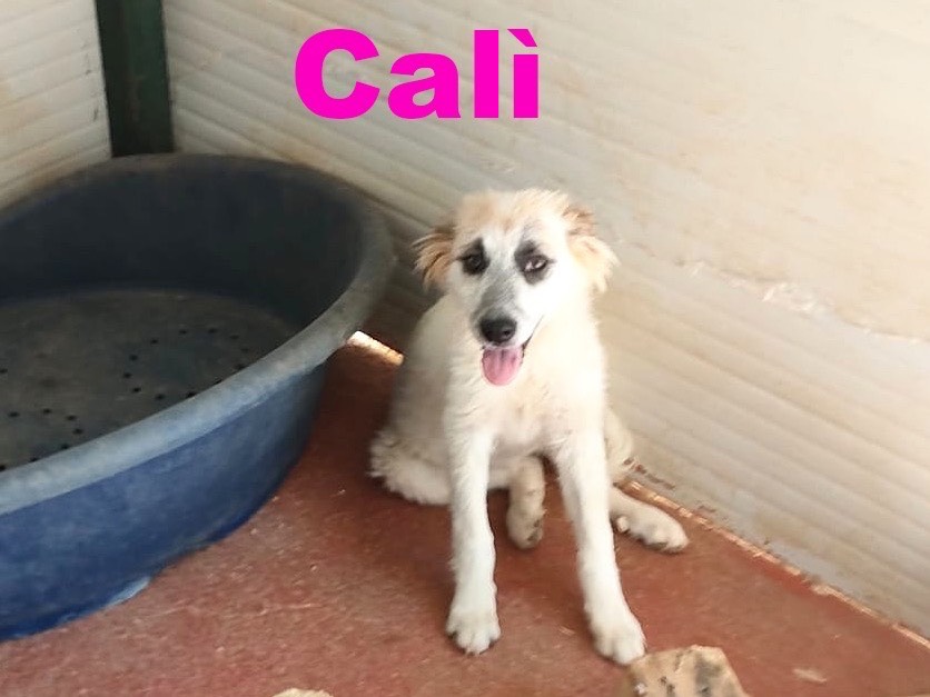 Adotta un cane, femmina, 5 mesi, Bari