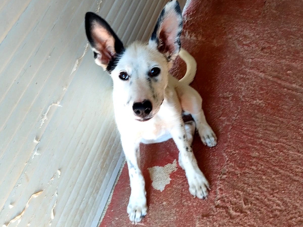 Adozione cane, femmina, Razza sconosciuta Razza sconosciuta, 5 mesi, taglia media, Bari