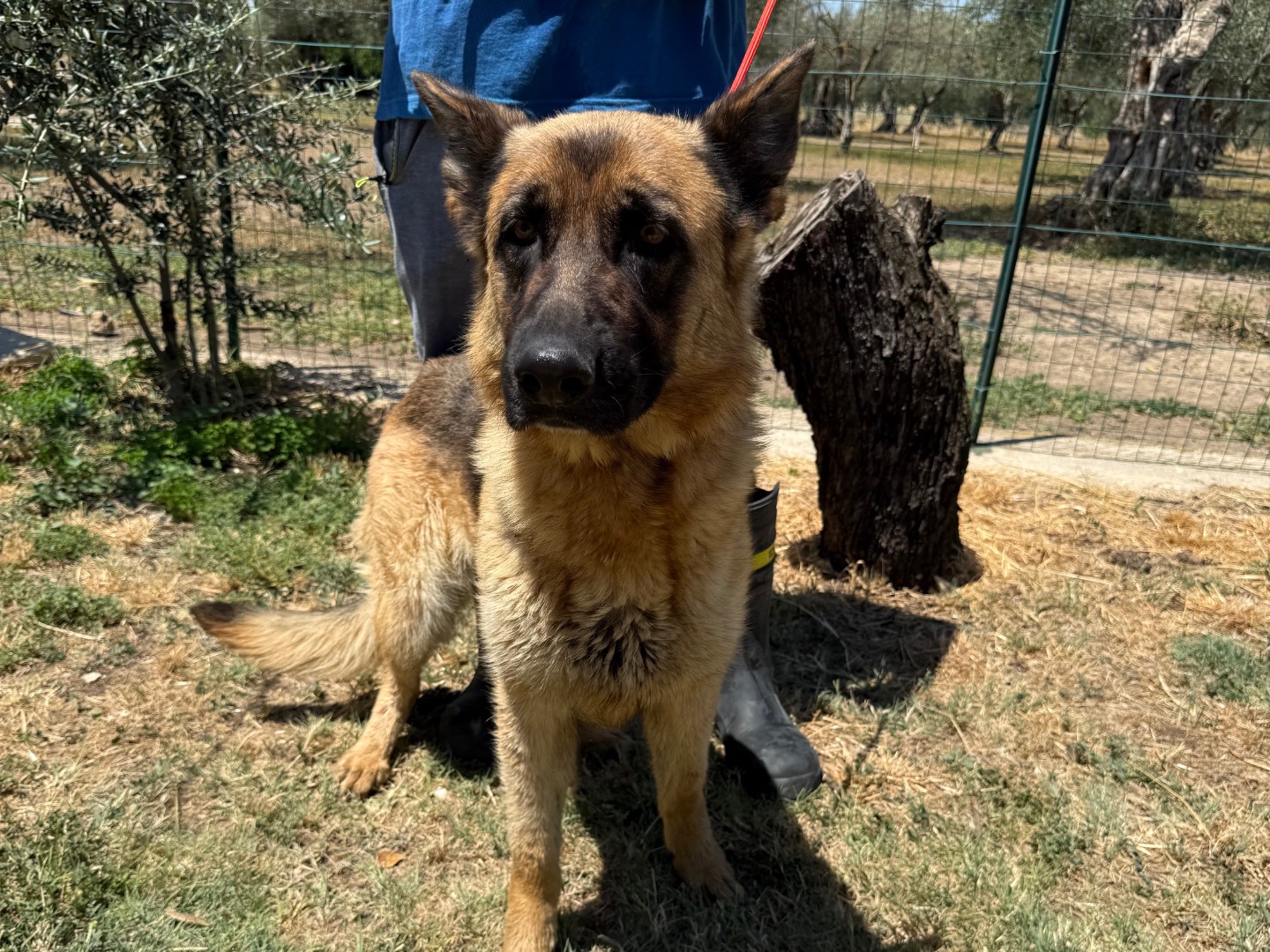 Vuoi adottare un cane a Matera?