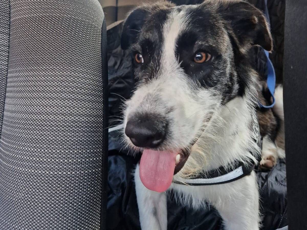 Adotta un cane, maschio, 10 mesi, Frosinone