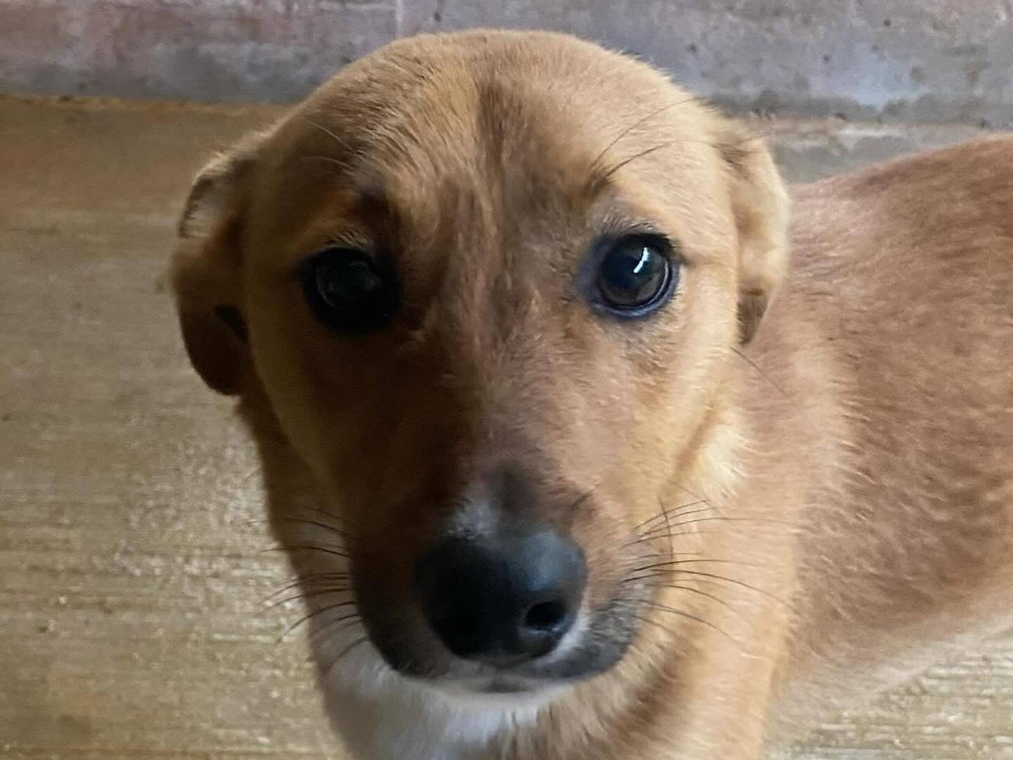 Adotta il cane Cerbiatto a Latina