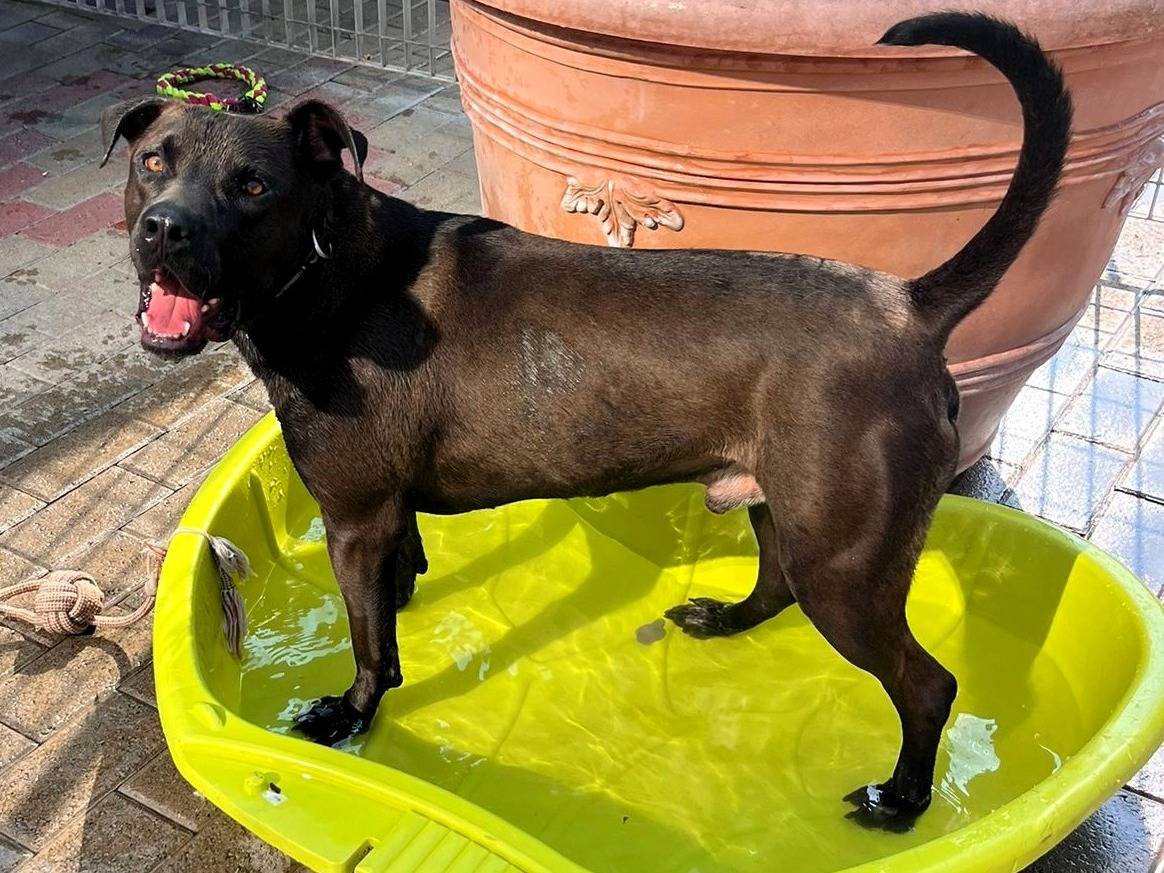 Adotta un cane, maschio, 3 anni , Milano