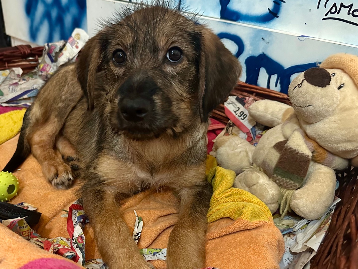 Adotta un cane, maschio, 4 mesi, Roma
