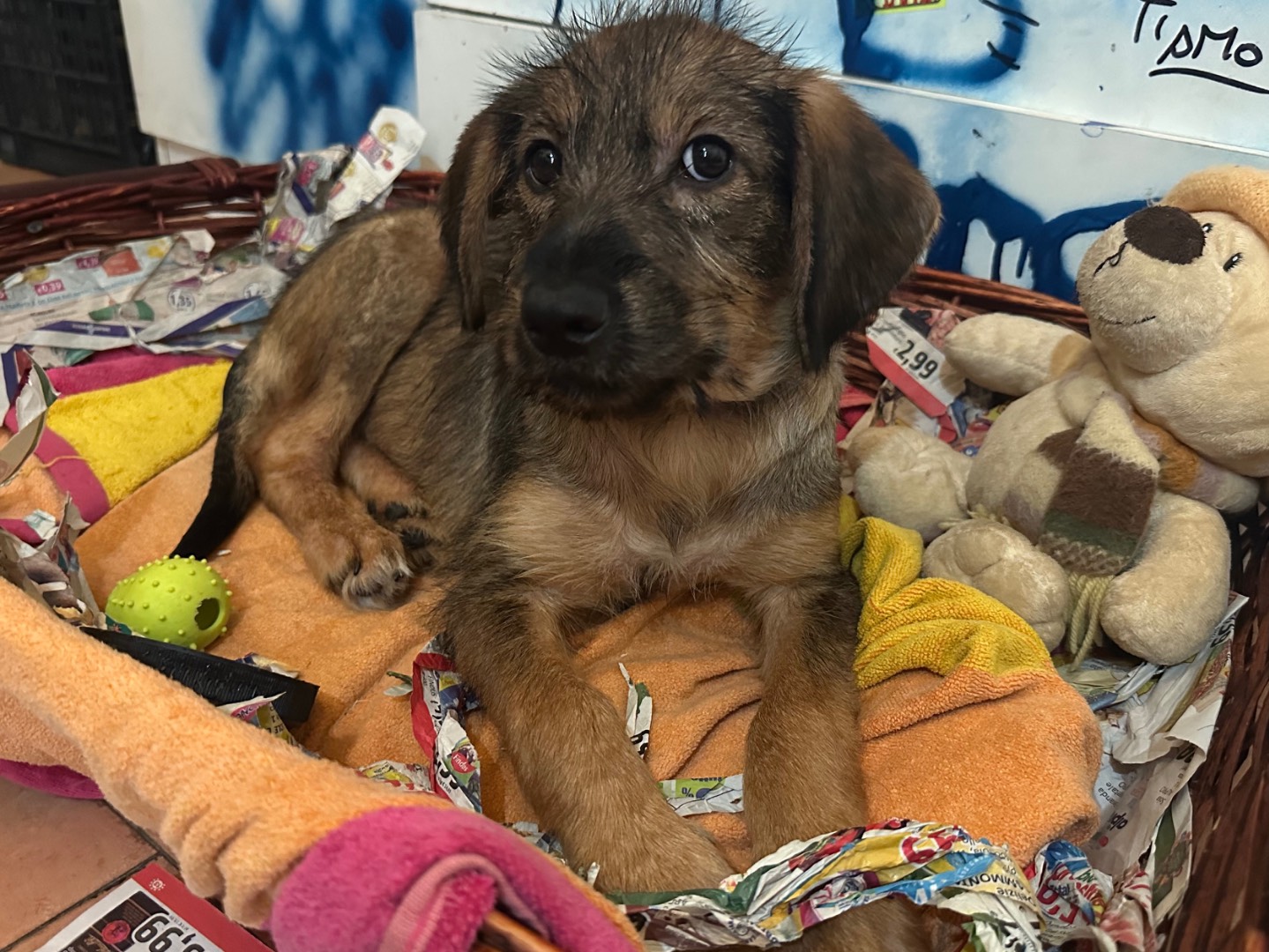 Adotta un cane, taglia media contenuta, maschio, Roma