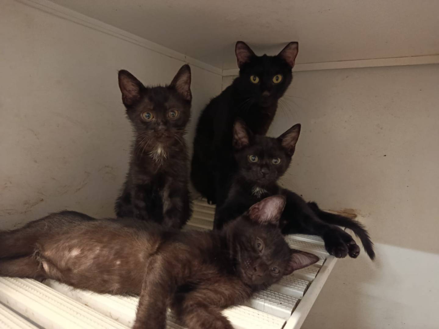 Foto dell'animale