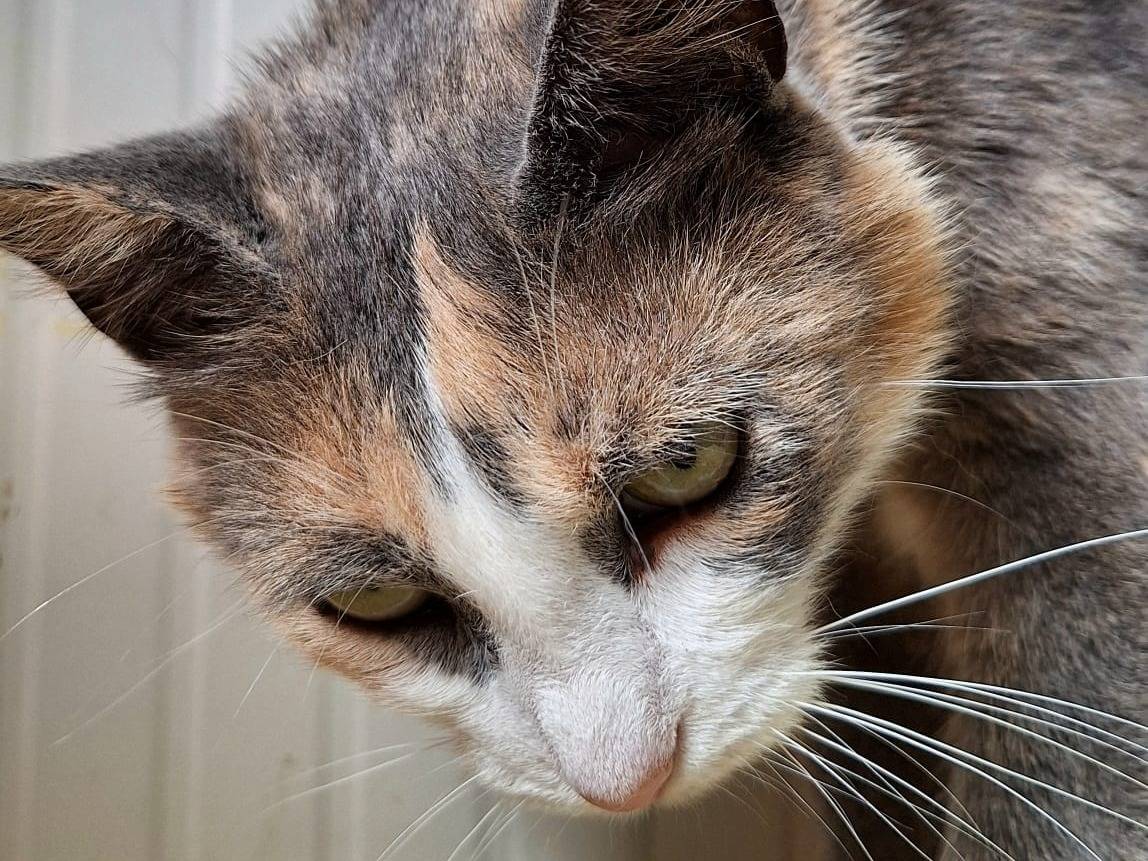Adotta un gatto, femmina, 3 anni , Bologna
