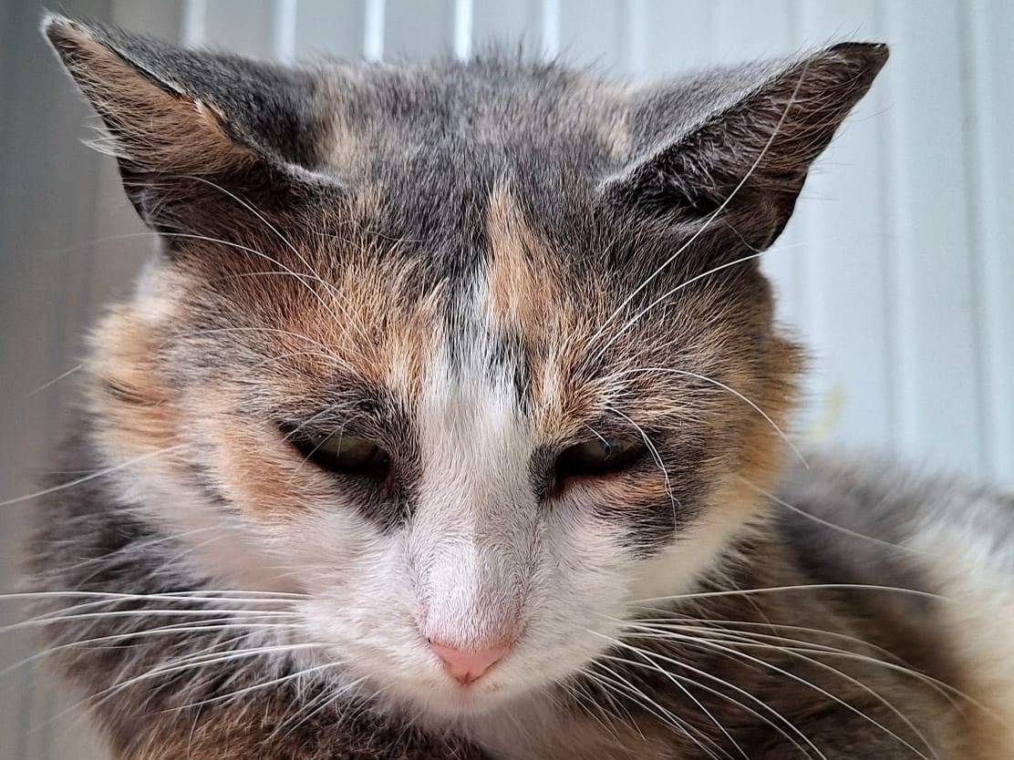 Adotta un gatto, taglia non valida, femmina, Bologna