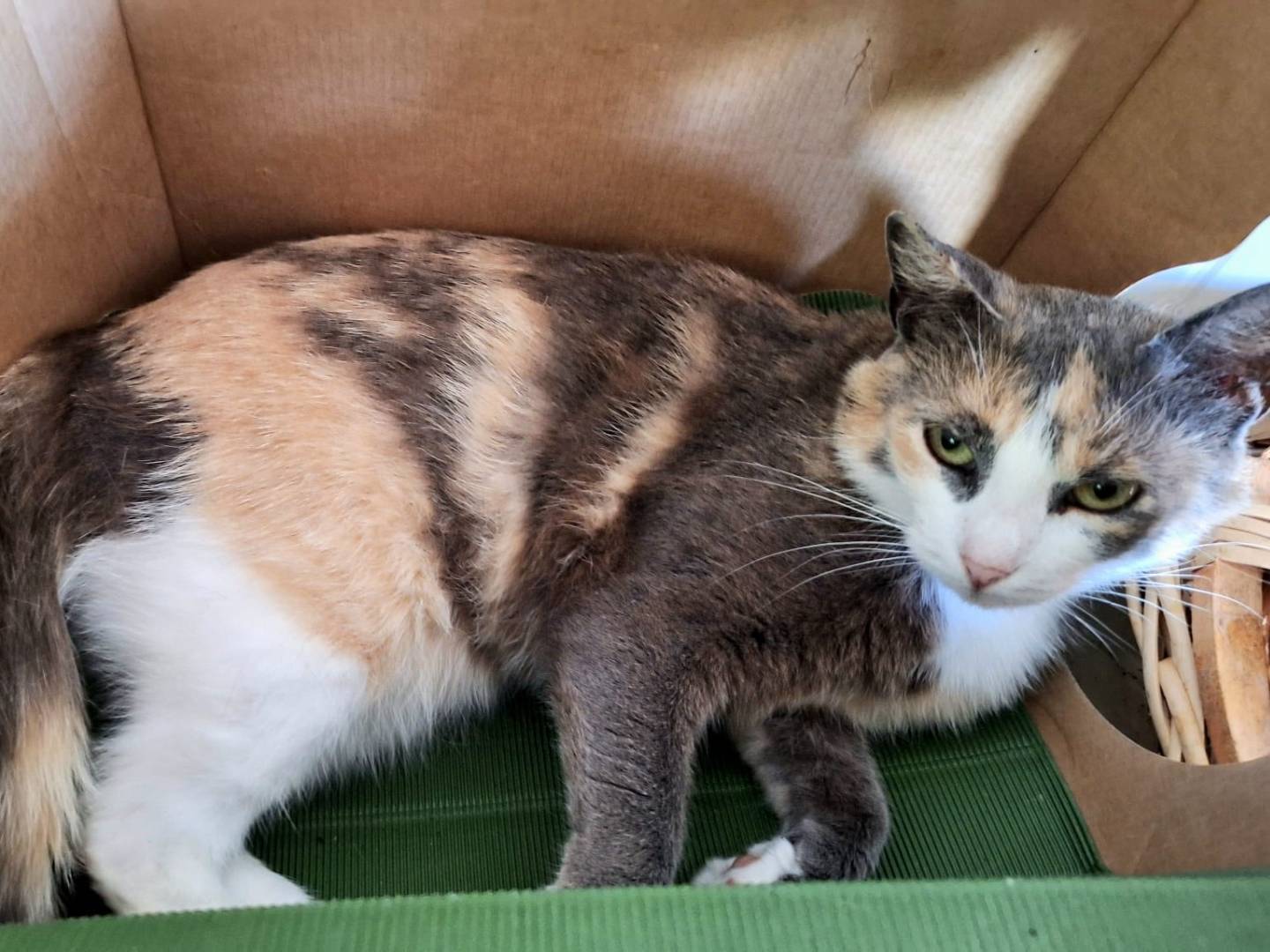 Vuoi adottare un gatto a Bologna?