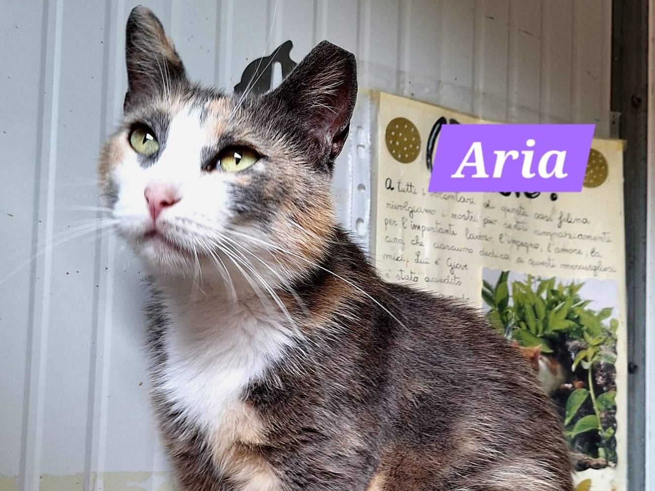 Adotta il gatto Aria a Bologna
