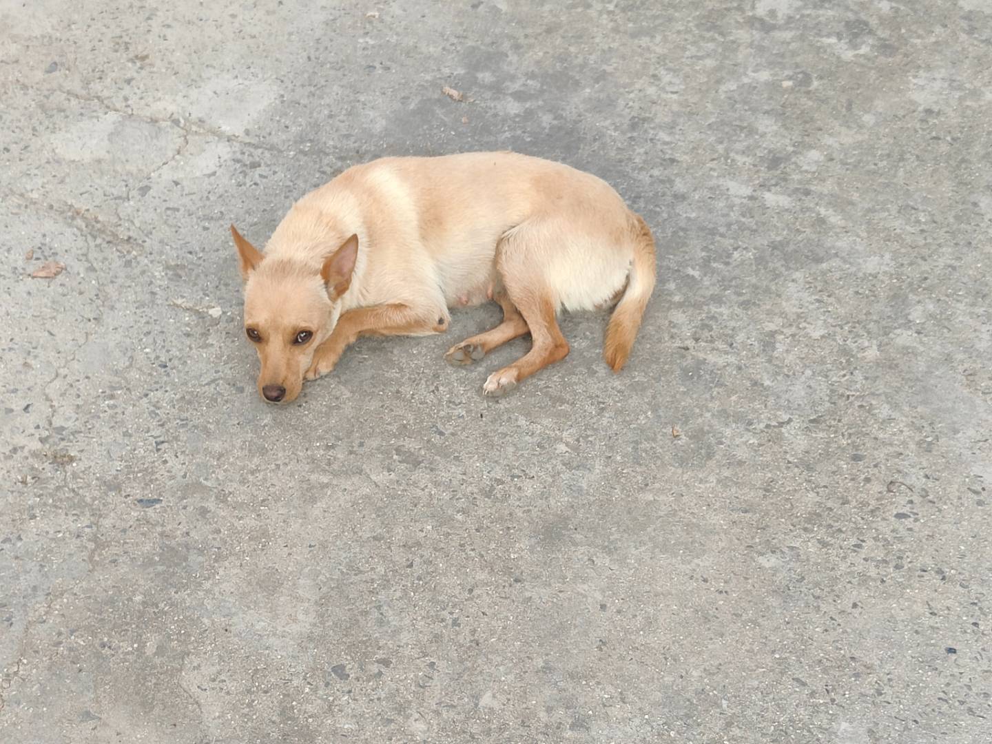 Foto dell'animale