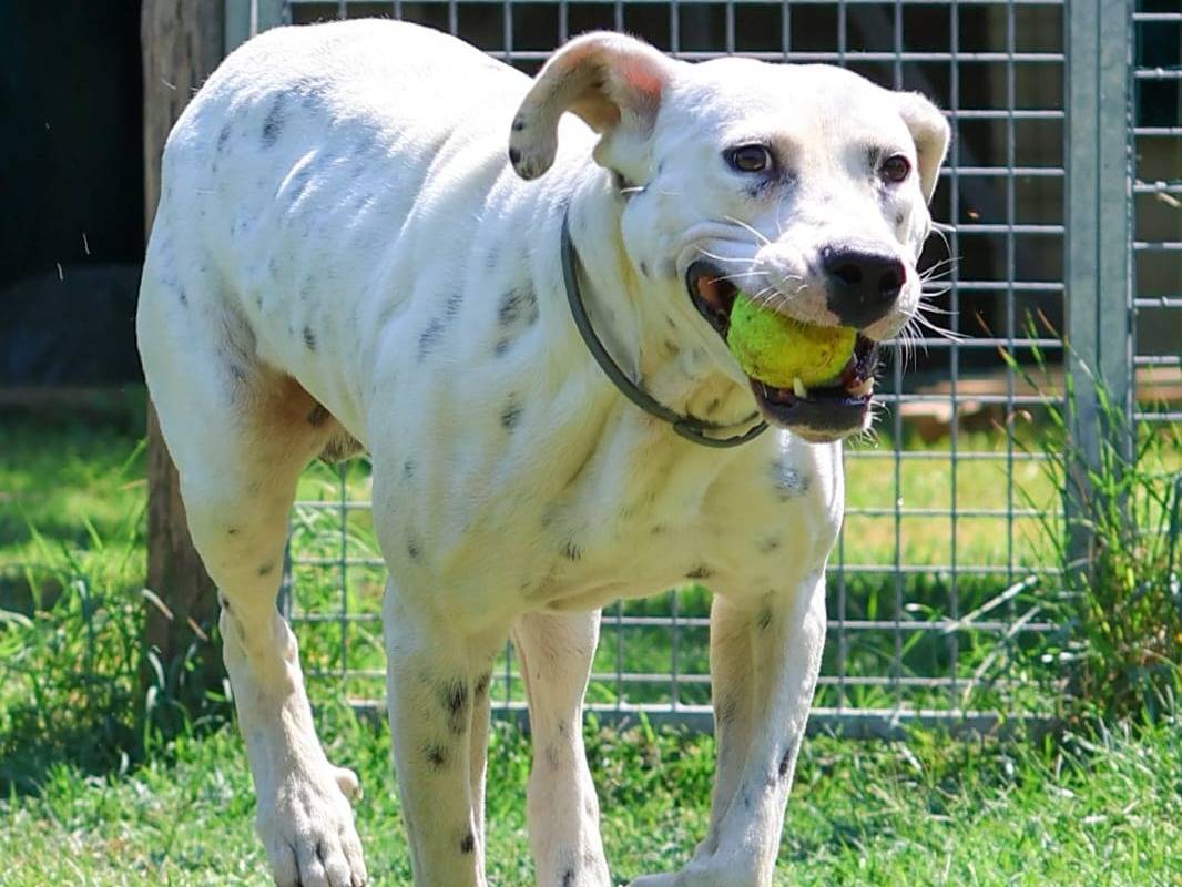 Adotta il cane Dal a Milano