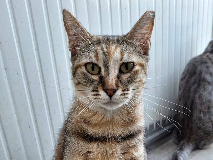Adotta un gatto, femmina, 2 anni , Bologna