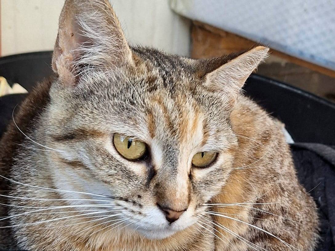 Adotta un gatto, taglia non valida, femmina, Bologna
