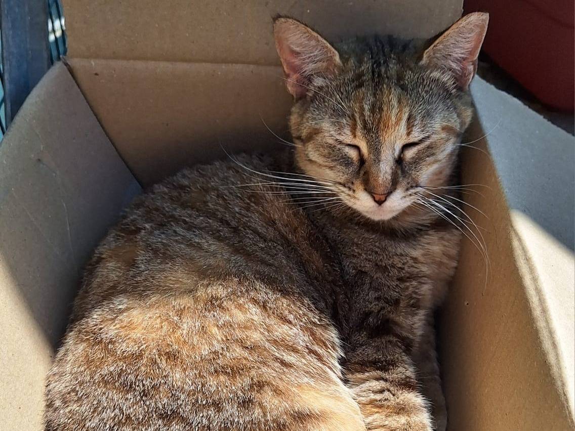 Vuoi adottare un gatto a Bologna?