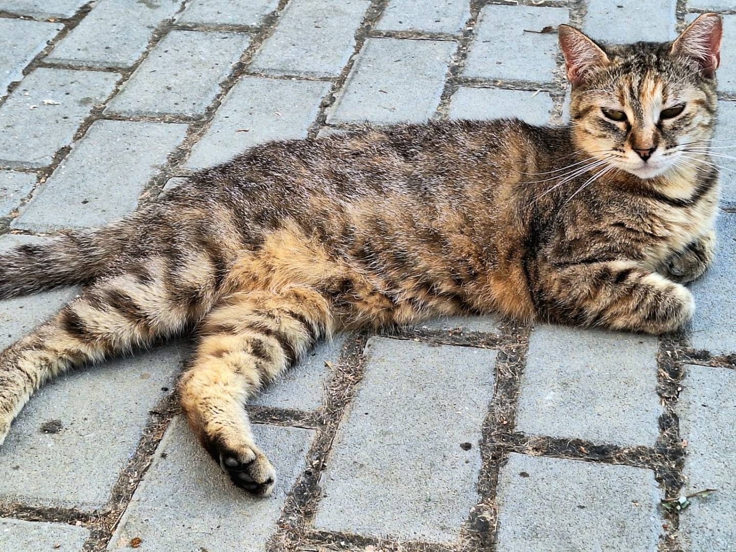 Adotta il gatto Daisy a Bologna