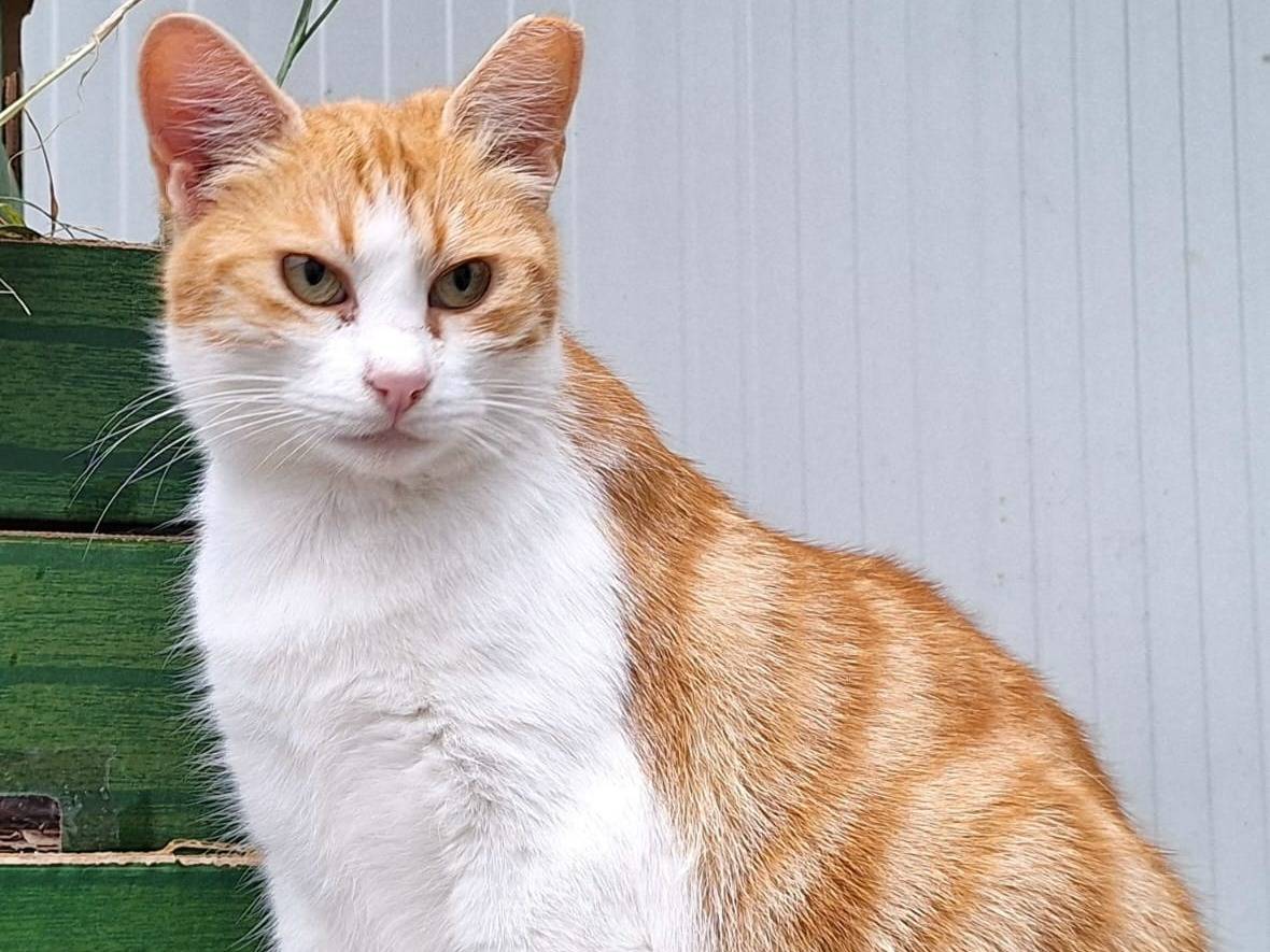 Adotta un gatto, femmina, 4 anni , Bologna