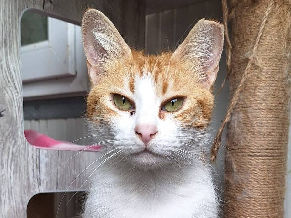 Vuoi adottare un gatto a Bologna?