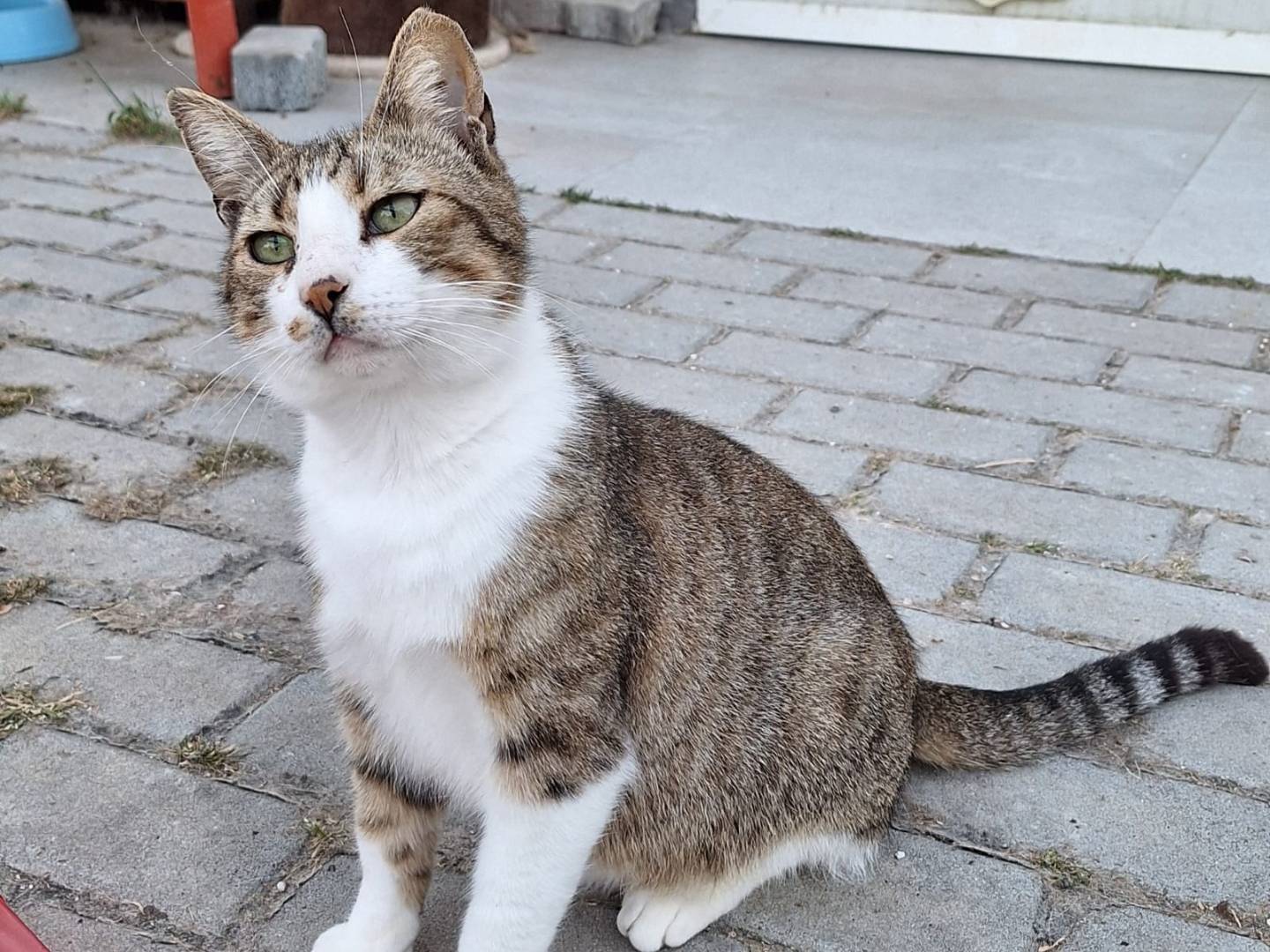 Adotta un gatto, maschio, 4 anni , Bologna