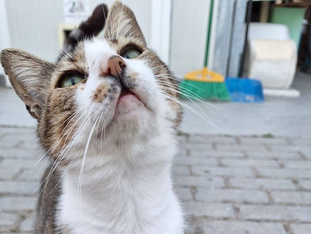 Vuoi adottare un gatto a Bologna?