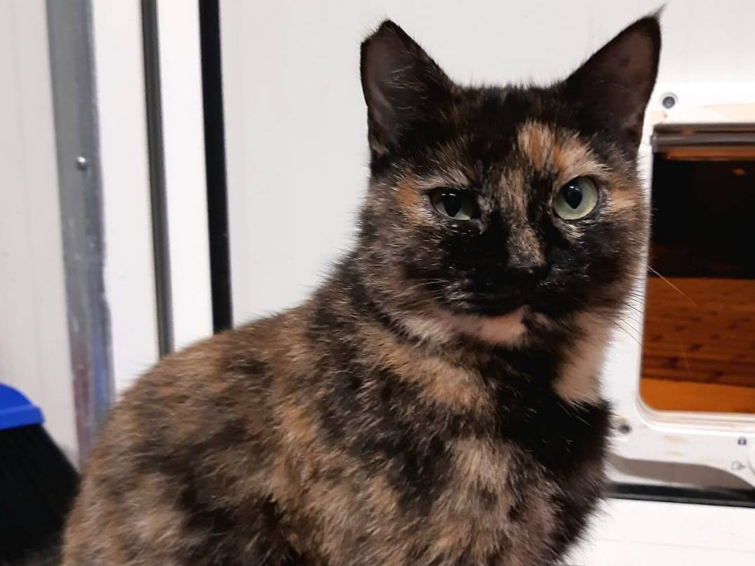 Vuoi adottare un gatto a Bologna?