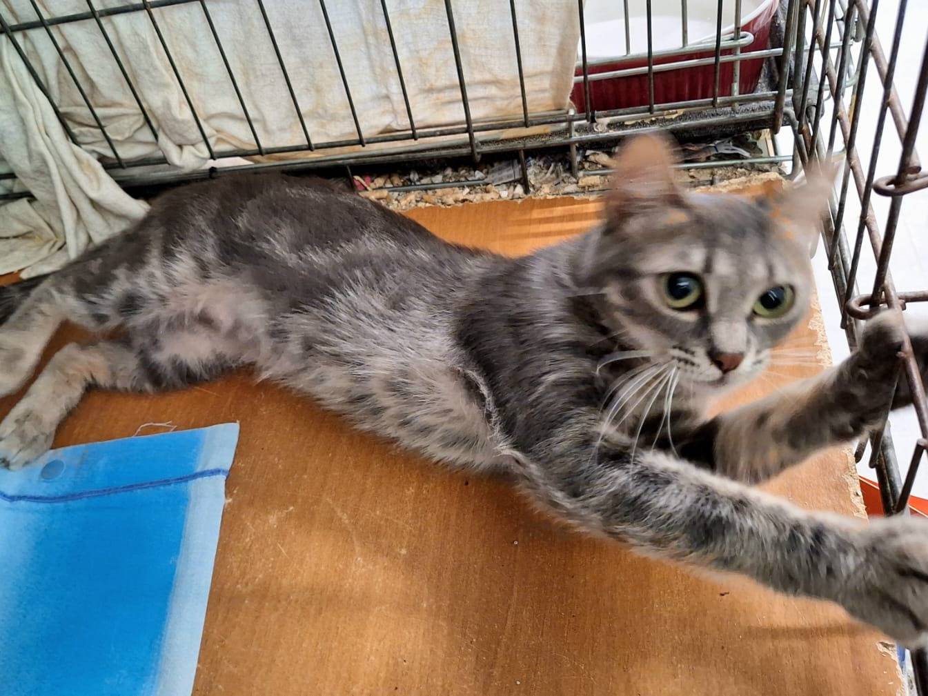 Adotta un gatto, taglia non valida, femmina, Bologna