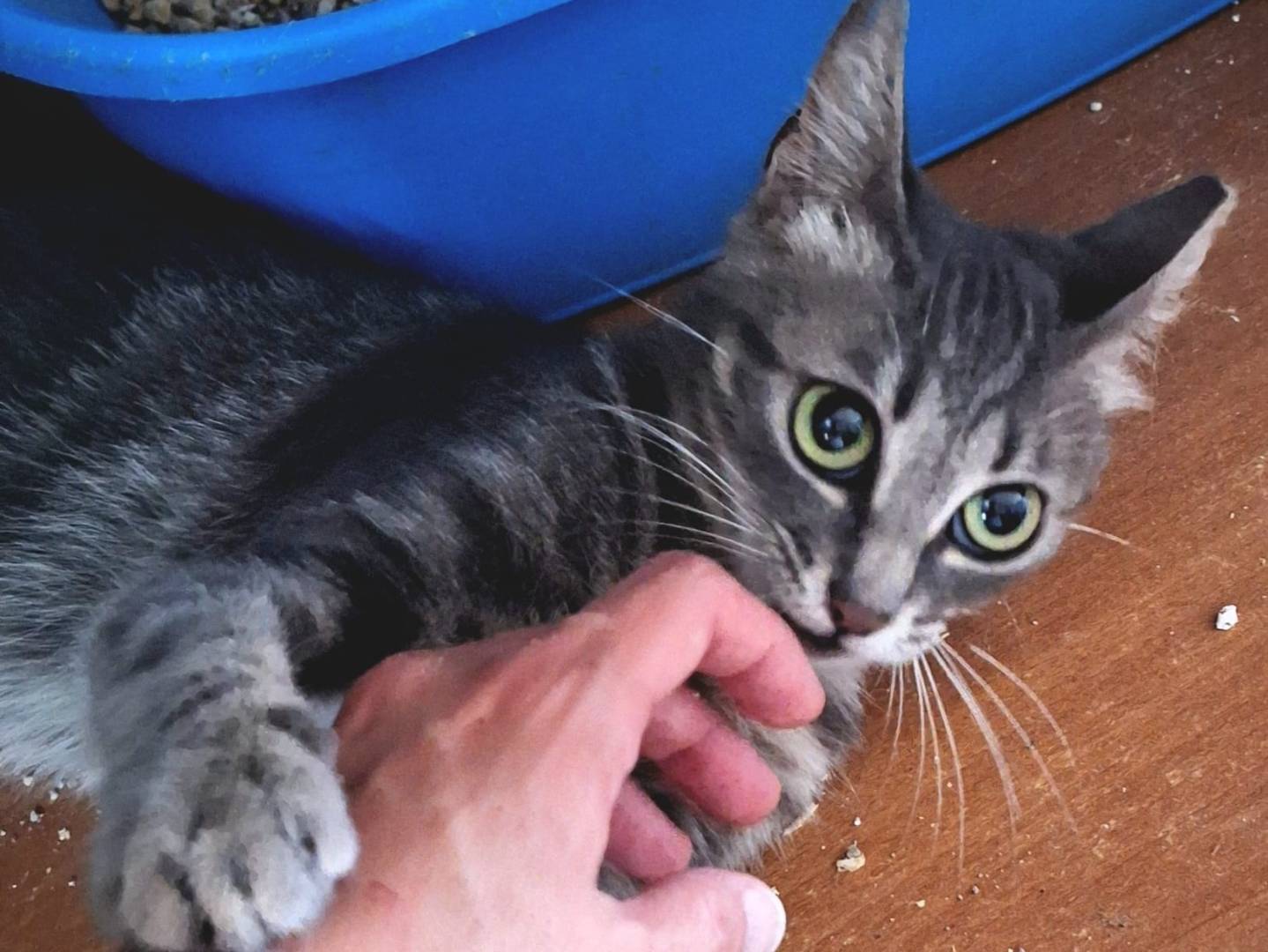 Adotta il gatto Minù a Bologna