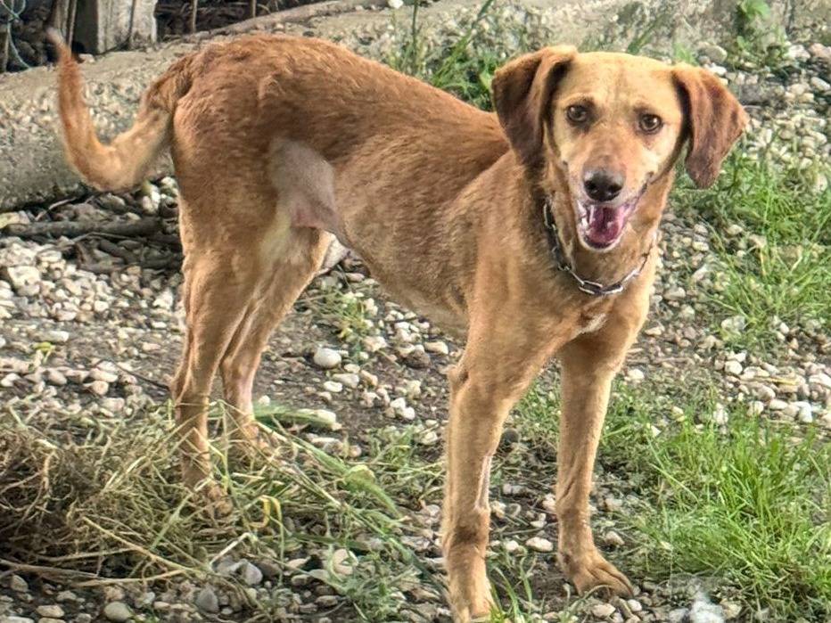 Adotta un cane, femmina, 2 anni  e 5 mesi , Teramo