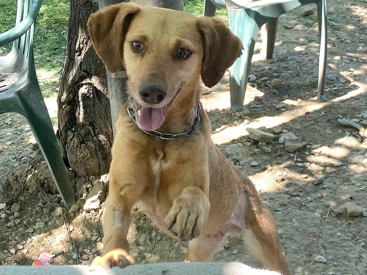 Adotta un cane, taglia piccola, femmina, Teramo