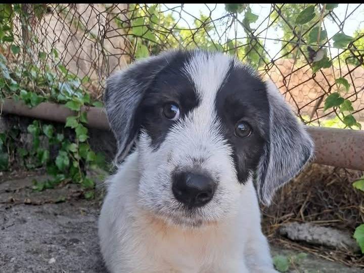 Adotta un cane, taglia media, maschio, Siracusa