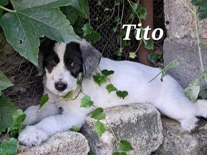 Foto 2 dell'animale