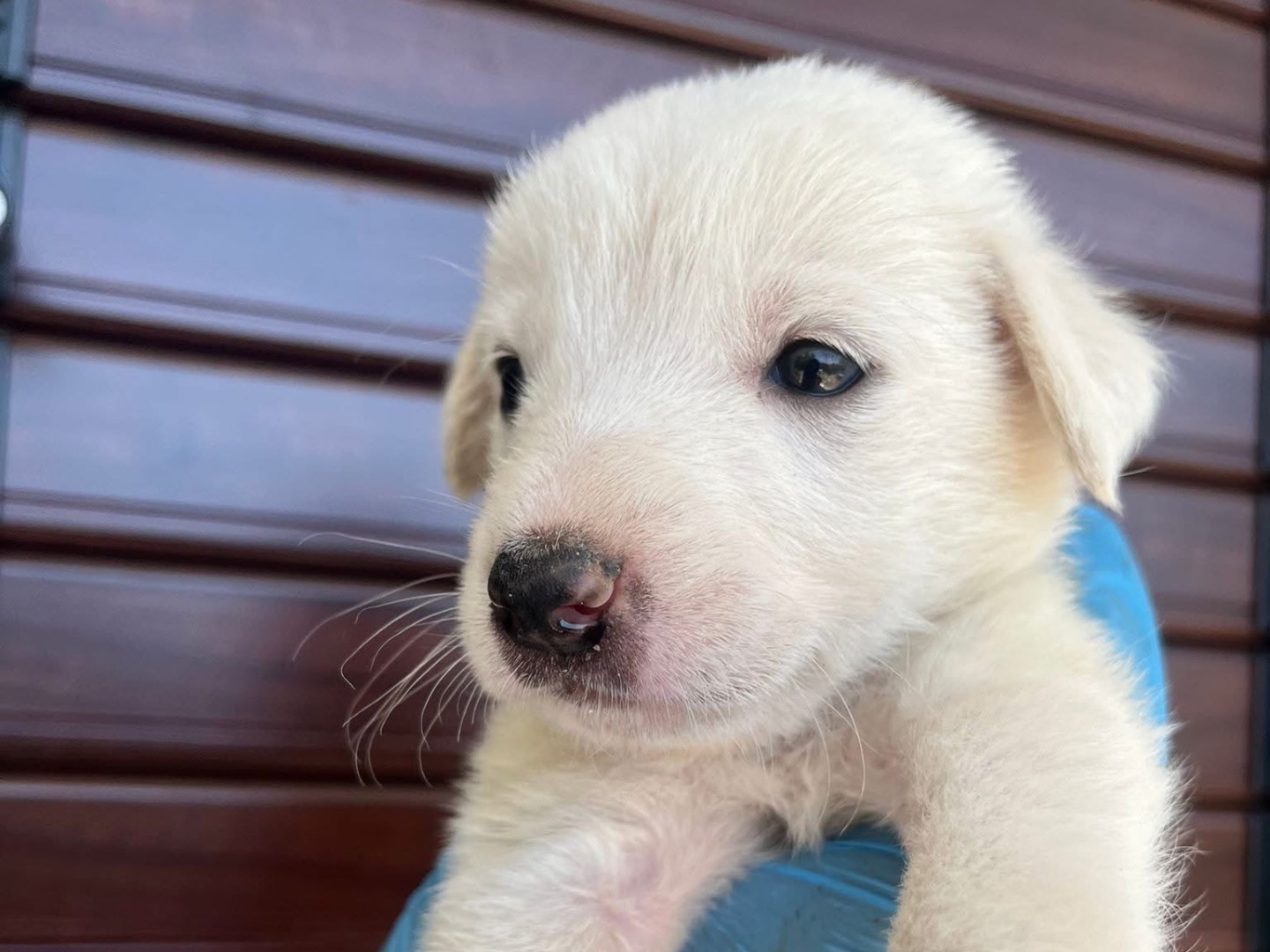 Adotta un cane, maschio, 0 mesi, Padova