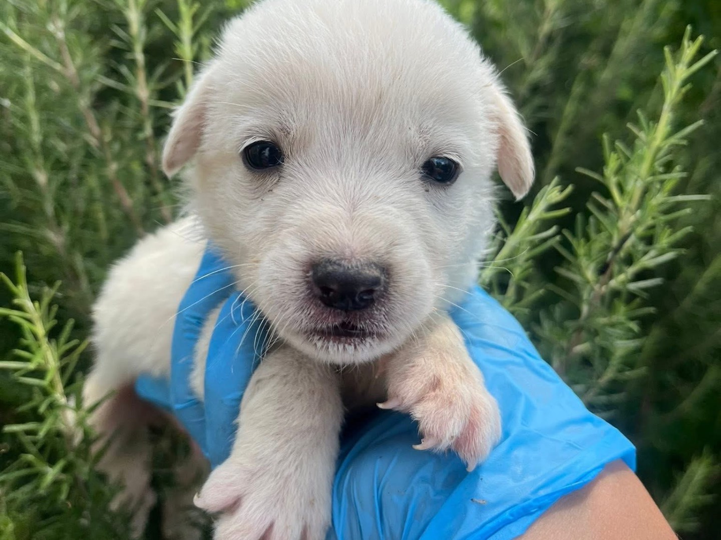 Adotta un cane, taglia media, maschio, Padova