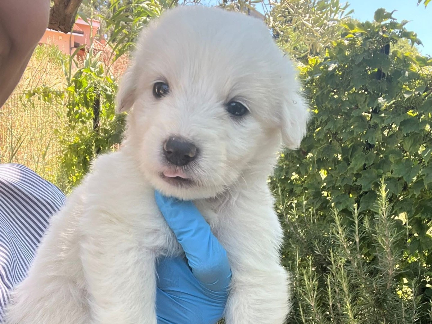 Vuoi adottare un cane a Alessandria?