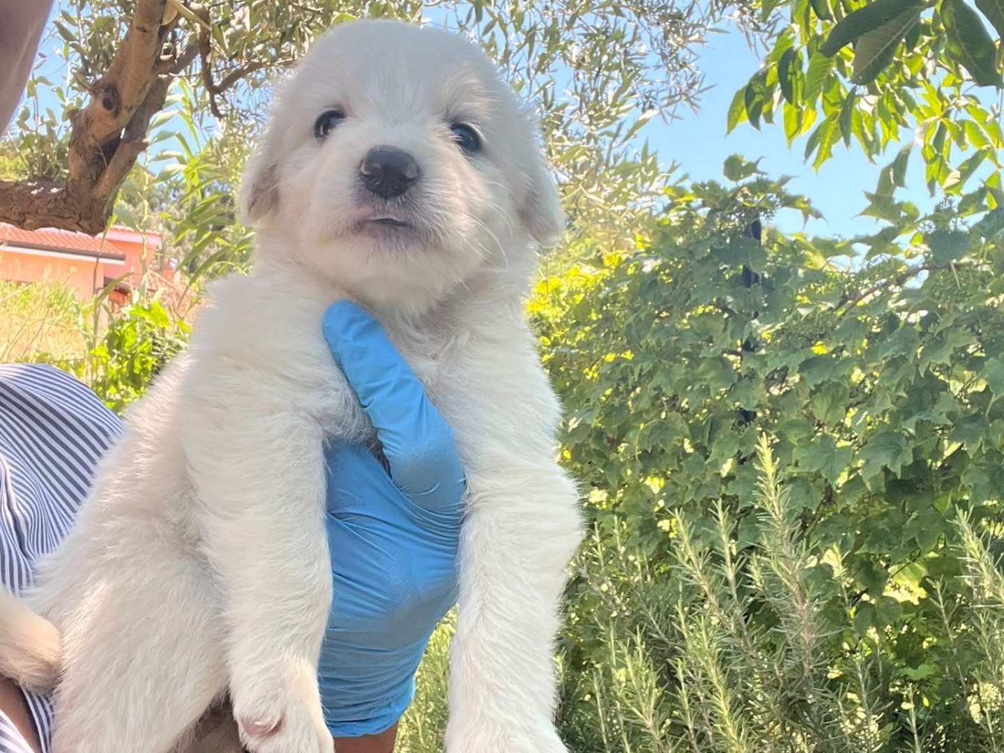 Adotta il cane Susanna a Alessandria
